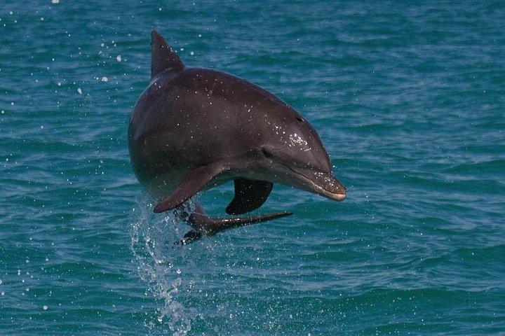生物学者が所有・運営：イルカウォッチングとガイド付きシュノーケリング