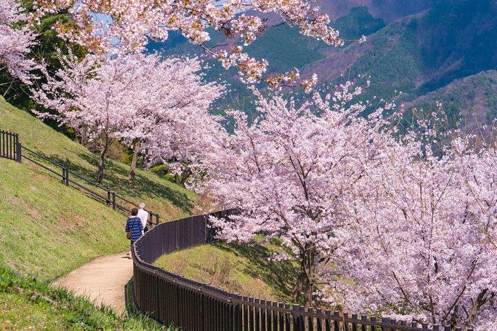 Mt. Fuji Cherry Blossom One Day Tour From Tokyo by Private Car