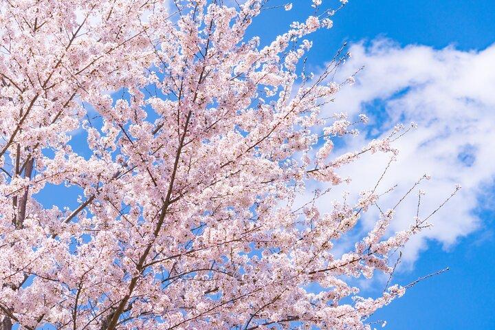 Mt. Fuji Cherry Blossom One Day Tour From Tokyo by Private Car