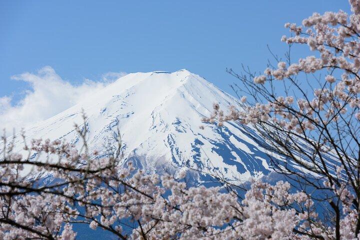 Mt. Fuji Cherry Blossom One Day Tour From Tokyo by Private Car