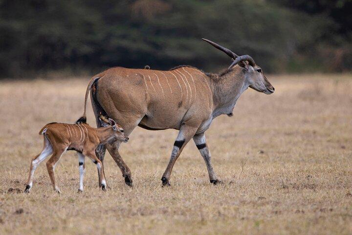 Off the Beaten Track Safari i Arusha Tanzania