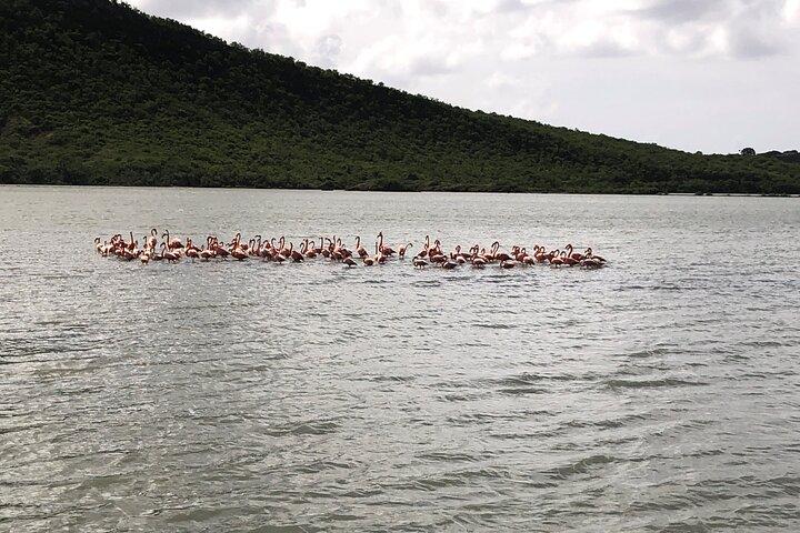 Halvdags Hato Cave, Flamingo & Beach Tour