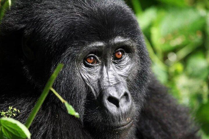 Gorilla Trekking Adventure - Gita di un giorno (solo trasferimento)