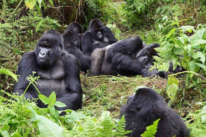 Gorilla Trekking Abenteuer - Ein Tagesausflug (Nur Transfer)