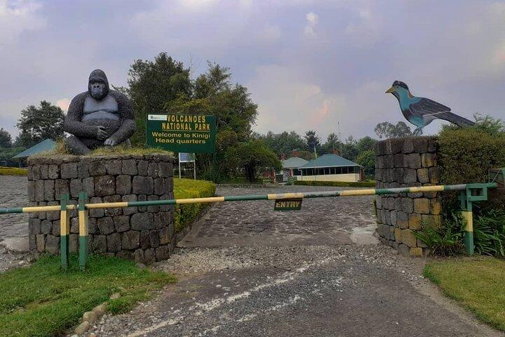 Gorilla Trekking Abenteuer - Ein Tagesausflug (Nur Transfer)