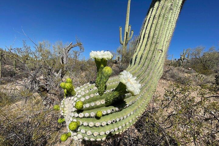 Paseos guiados por el Parque Nacional Saguaro