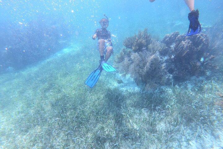 Reef Snorkel Aventure à Puerto Morelos Avec Transport & Déjeuner