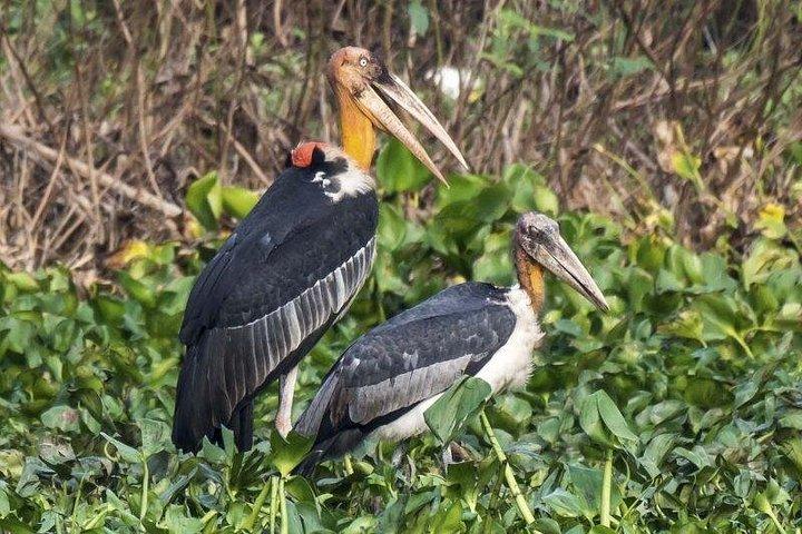 プレク・トアル鳥類保護区と浮き島プライベート日帰りツアー