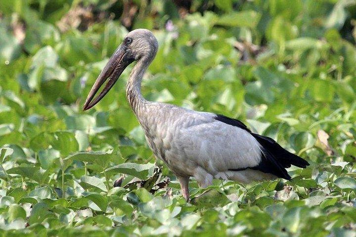 プレク・トアル鳥類保護区と浮き島プライベート日帰りツアー