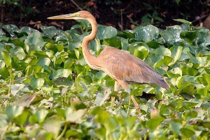 プレク・トアル鳥類保護区と浮き島プライベート日帰りツアー