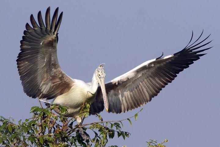 Prek Toal Birds Sanctuary and floating Village Private Day Tour