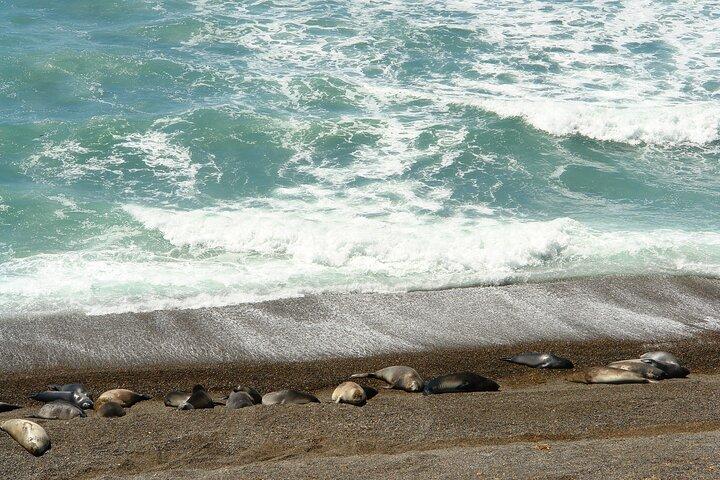 Excursion exclusive en minibus Punta Tombo Shore Tour (jusqu'à 20 pax) Visite VIP