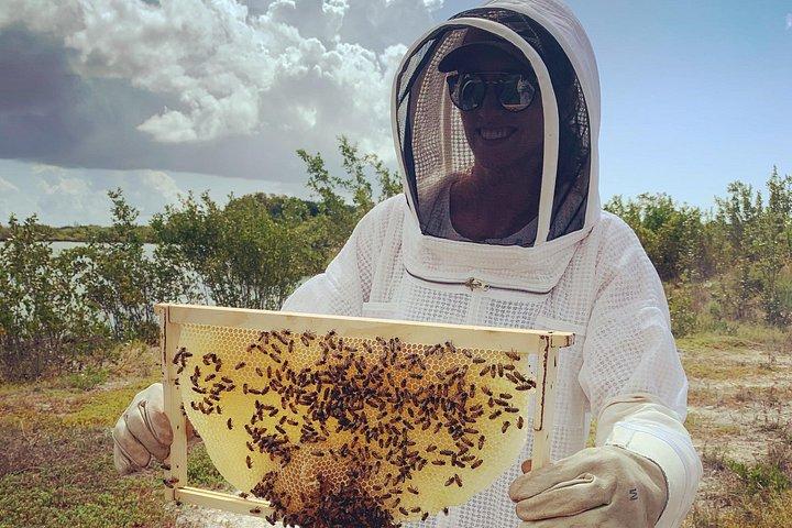 Grand Cayman Beekeeping Experience – Hands-On Hive Tour