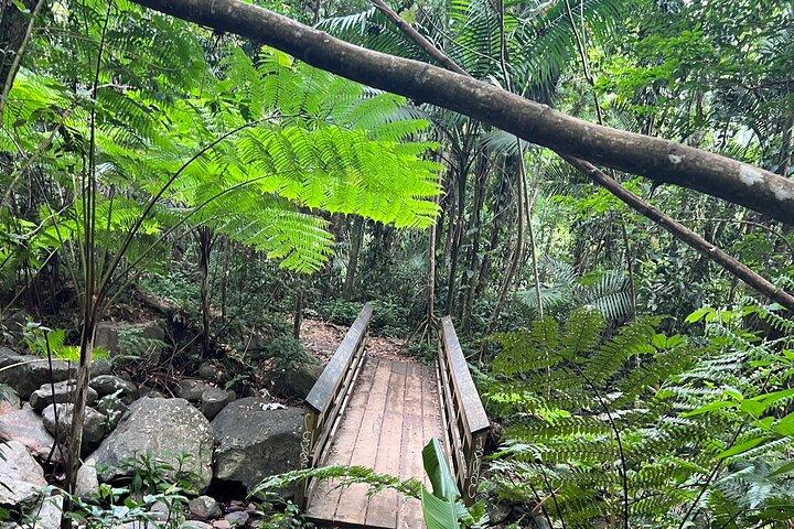 Visite guidée de la forêt nationale d'El Yunque avec transport