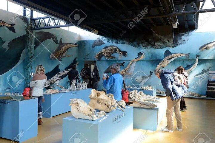 ウシュアイア: マルティージョ島ペンギンウォークアシカナビゲーション