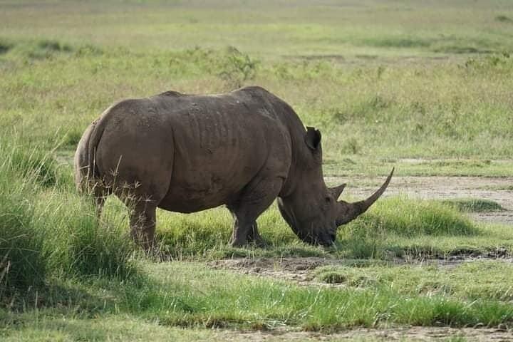 Nairobi Nationaal Park dagtour