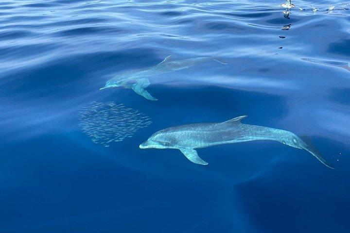 小グループでのクジラとイルカウォッチングツアーロスヒガンテスとマスカ