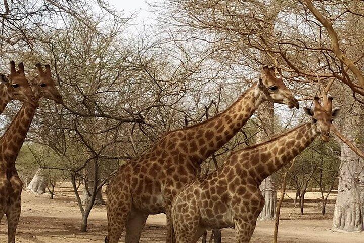 バンディア保護区でのサファリ
