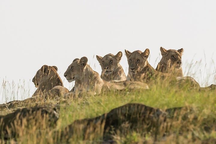 3 days Masai Mara on Private 4x4 Land Cruiser