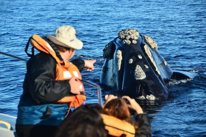 Tour della penisola di Valdes con avvistamento opzionale delle balene