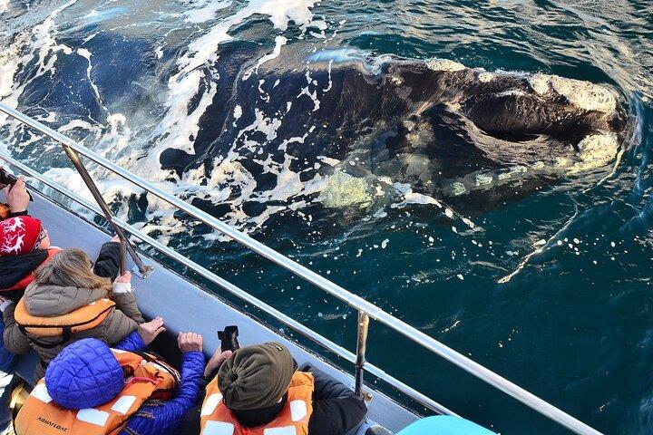 Tour della penisola di Valdes con avvistamento opzionale delle balene