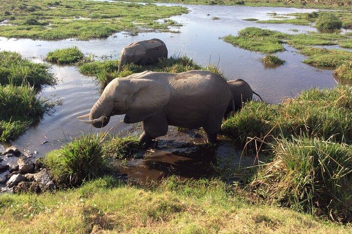2 日間のアンボセリ サファリで野生生物を観察し、キリマンジャロ山の眺めを満喫