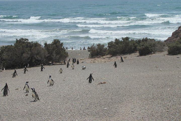 クルーズ客のための素晴らしいプンタトンボペンギン繁殖地ツアー