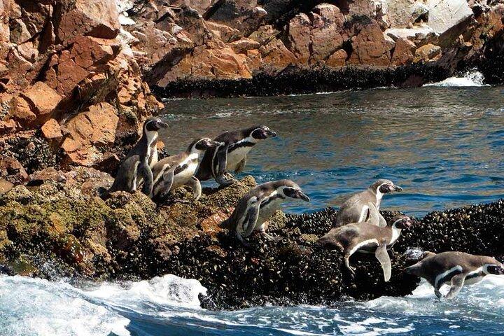 ピスコクルーズ発：バジェスタス諸島ツアーとパラカス保護区