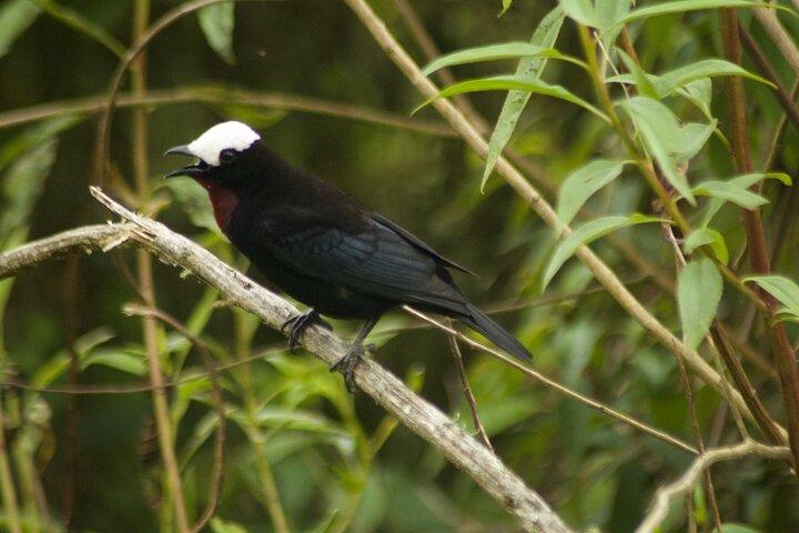 Observation des oiseaux dans le Salento