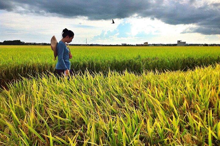 Sekinchan Natur- & Küstentour : Paddy Fields, Strand & Glühwürmchen