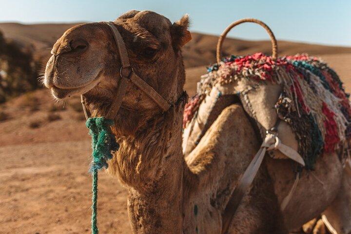 Desert Agafay Quad Camel e cena spettacolo Piscina