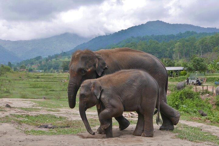 3-in-1: Doi Inthanon Tour, Elephant Sanctuary, and Trekking Trail