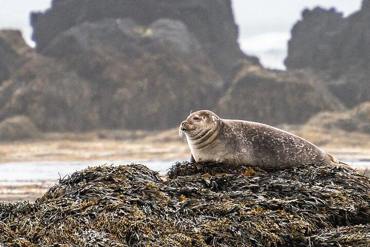 Ganztägige Tour auf der Halbinsel Snaefellsnes ab Reykjavik