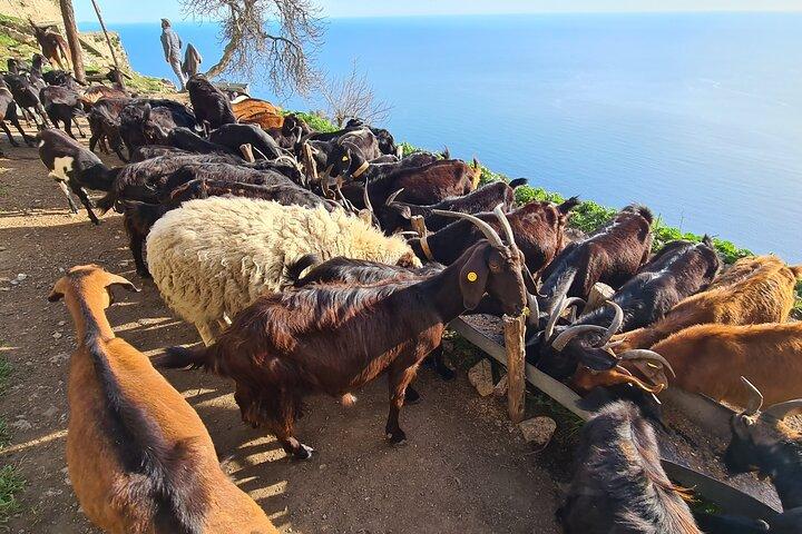 Hotéis próximos a: Amalfi Coast Path of the Gods Hike & Food at Shepherd's Hut