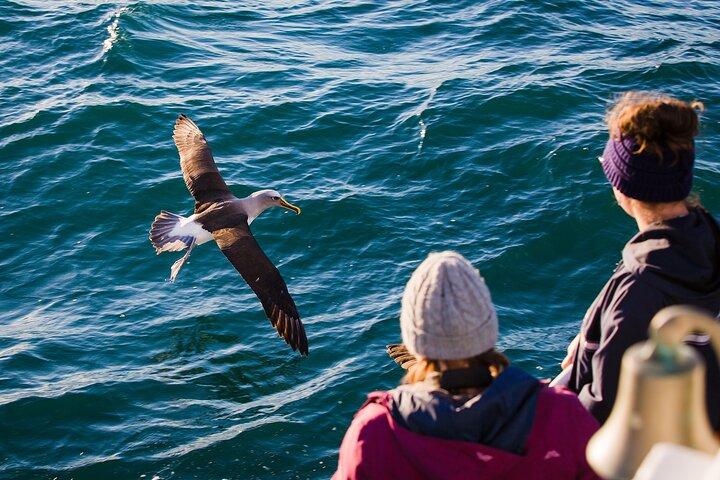 Croisière sur la faune du port d'Otago (excursion sur la côte de Dunedin)