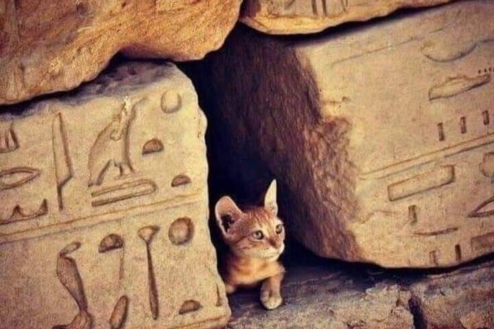 VIP Private Tour to Abu Simbel from Luxor with Lunch
