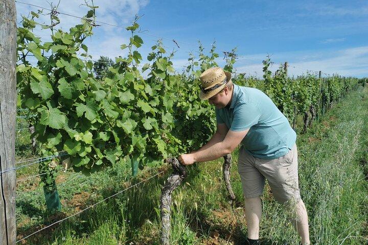 Traditional visit and tasting
