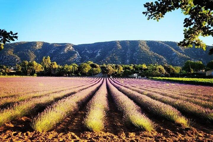 Tour de lavanda de día completo desde Aviñón