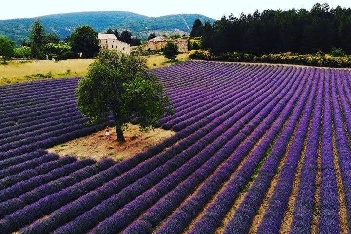 Tour de lavanda de día completo desde Aviñón