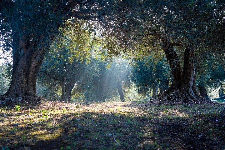 Degustação de azeite orgânico de Corfu na fazenda familiar