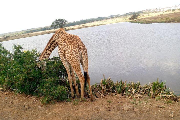 ナイロビ国立公園サファリとキリン センター訪問。