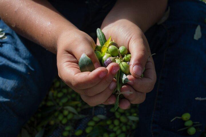 Degustação de azeite orgânico de Corfu na fazenda familiar