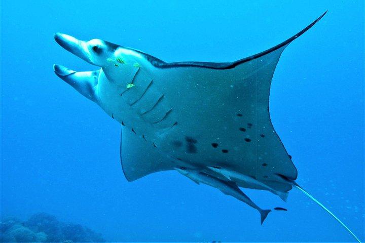 Reef Discovery Halbtägige Gruppen-Signatur-Tour