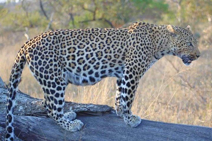 Safari Big 5: une visite guidée d'une journée dans la réserve privée d'Aquila