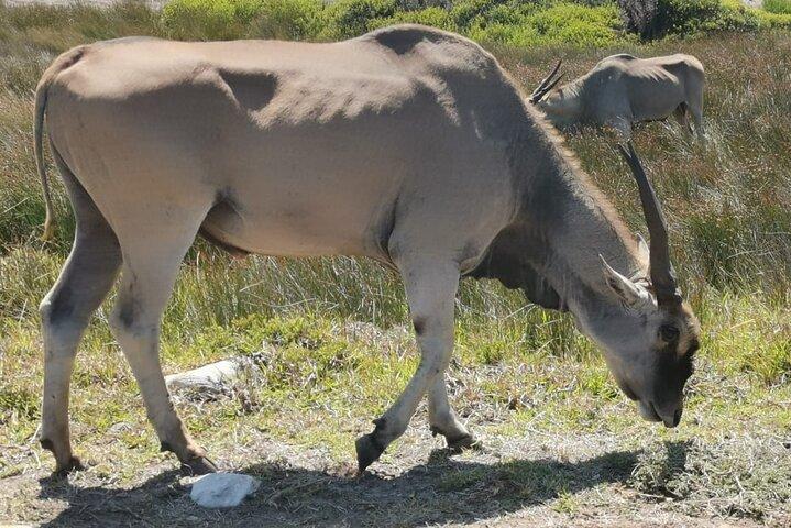 Safari Big 5: une visite guidée d'une journée dans la réserve privée d'Aquila