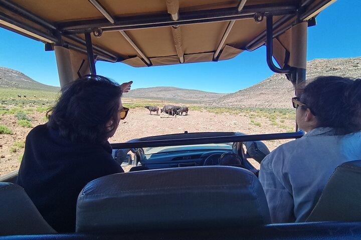 Safari Big 5: une visite guidée d'une journée dans la réserve privée d'Aquila