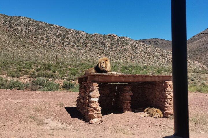 Safari Big 5: une visite guidée d'une journée dans la réserve privée d'Aquila