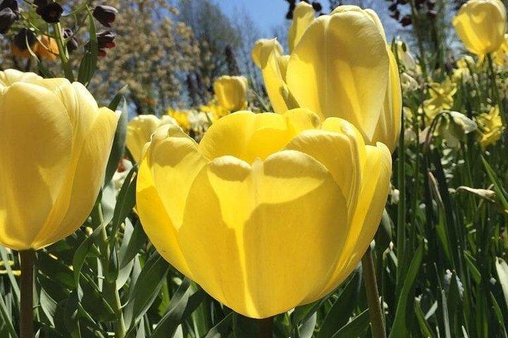 Noord Hollands private Tulpentour