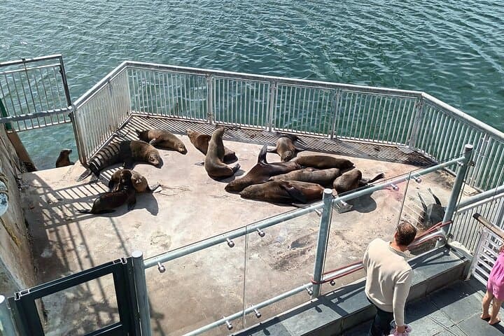 Robben Island Cape Of Good Hope Penguins Including Ferry Ticket
