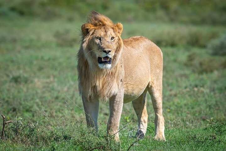 アンボセリ国立公園1泊2日
